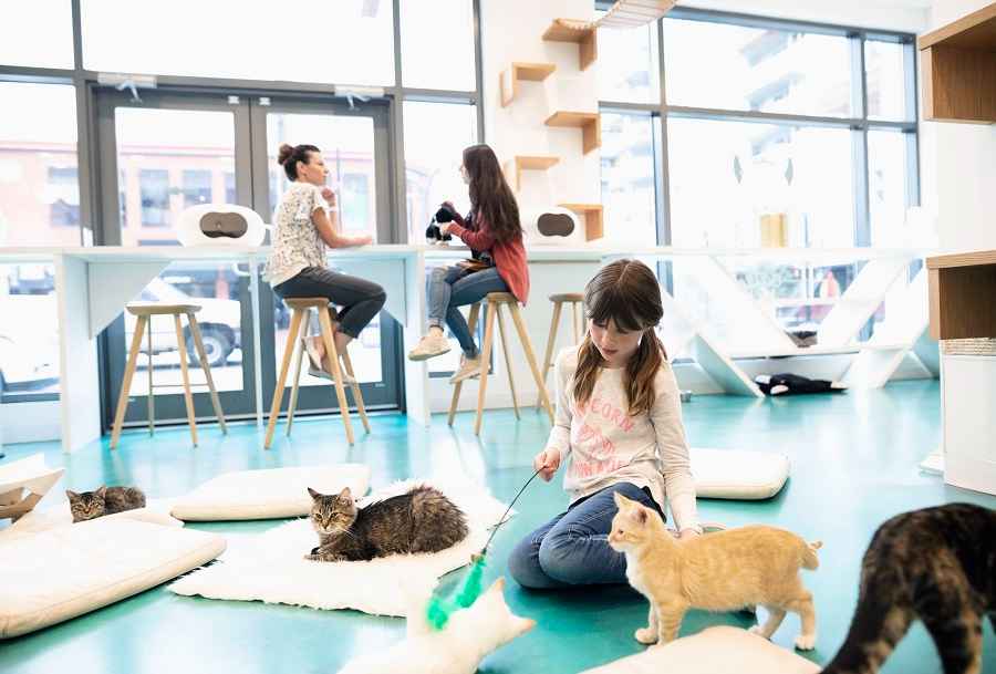 Pet Cafes