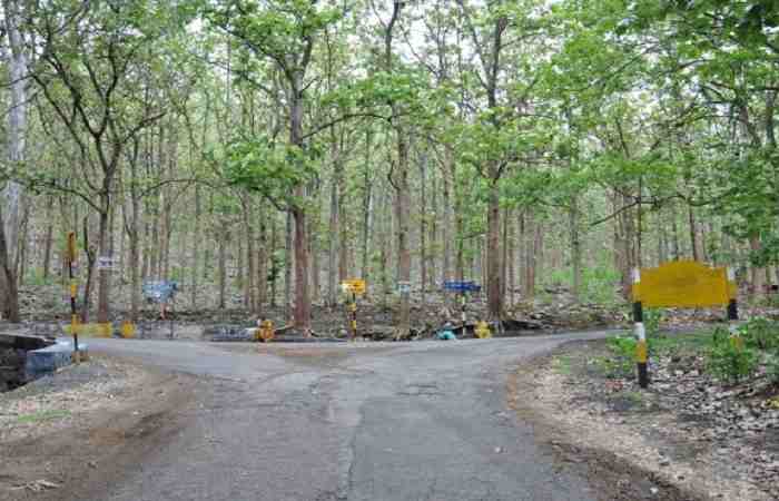 Kottachedu Teak Forest