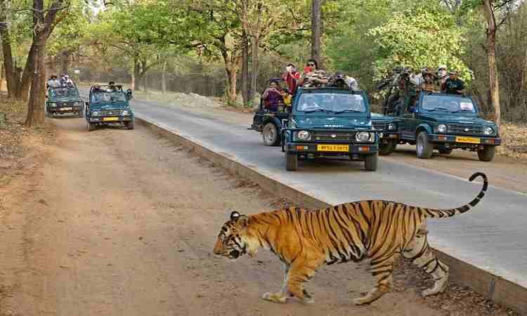 Gir National Park